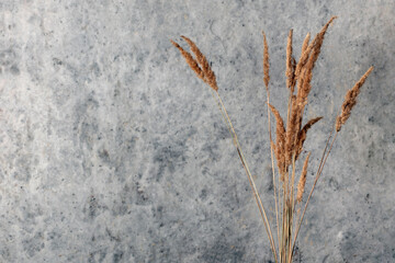Decorative dry grass on a background of a concrete wall.
