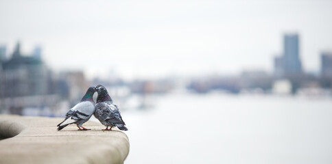 Selective focus shot of two pigeons kissing