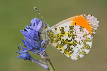Anthocharis cardamines