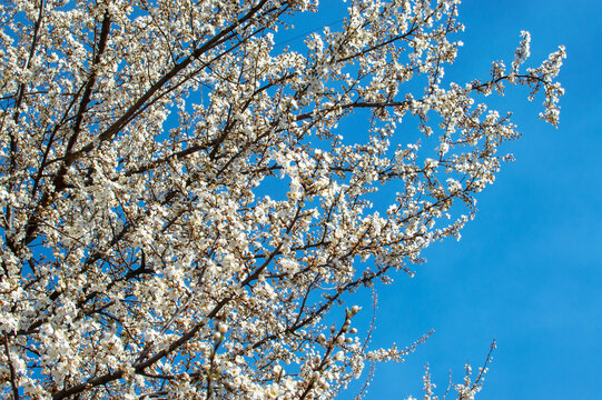 The tops of the branches of a blossoming cherry tree in spring against the background of a clear blue sky. Time of spring and the beginning of the growing season