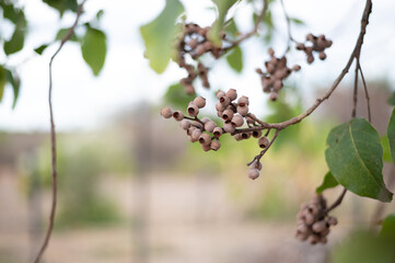 Eucalyptus Gumnuts