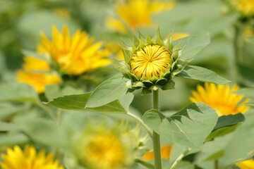 Obraz premium ヒマワリ