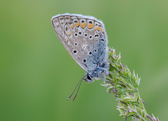 Aricia agestis