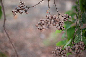 Eucalyptus Gumnuts