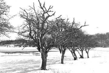 Bare winter trees example
