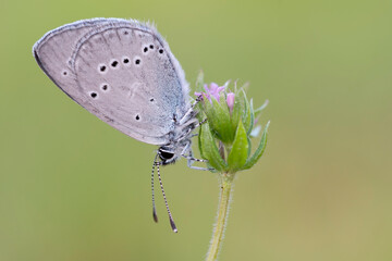 Cupido minimus