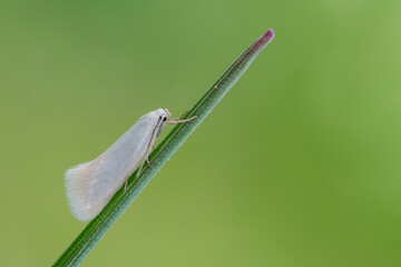 Elachista argentella
