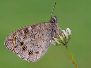 Lasiommata maera