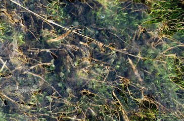 Thin sheet of clear melting ice on grass