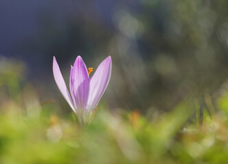 Fototapeta premium close up of a flower of crocus 