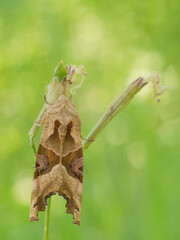 Phlogophora meticulosa