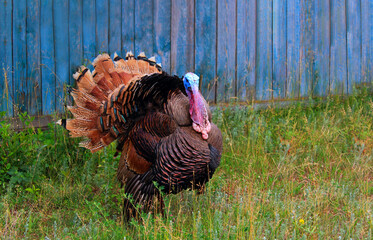 Portrait of a turkey male or gobbler. Turkey male or gobbler closeup on a green grass background. Shot of a Turkey or Gobbler on a farm. Farm Background.