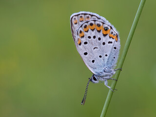 Plebejus argus