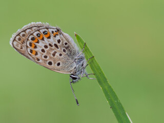 Plebejus argus