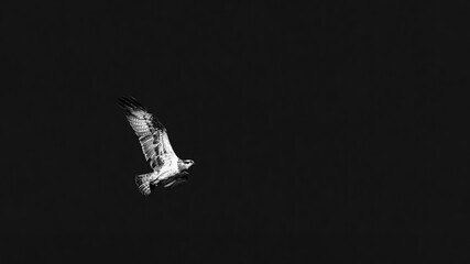 Bird of prey flying in the night sky