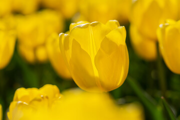 Blooming spring yellow tulips close-up on a blurry background with bokeh. Full frame of tulips, soft selective focus, warm background for a postcard for March 8. Growing tulips in the garden.