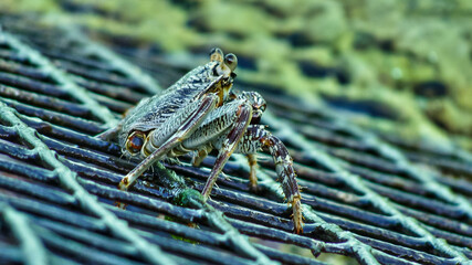 close up of a crab