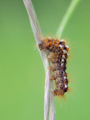 euproctis chrysorrhoea