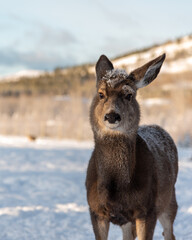 Close up of a female mule deer with snow covered face, huge ears looking directly at the camera with white, snow background and deers in distance. 
