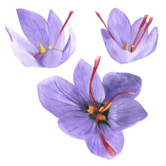 Shafran watercolor vector illustration. Crocus purple flowers collection.  Summer garden with saffron.