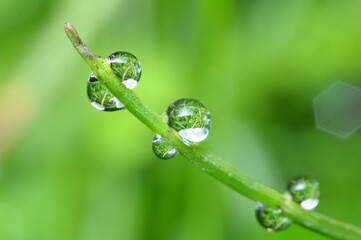 water drop on the green leaf in the morning dew 