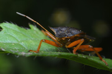 macro shoot of Cockchafer or some other creature 