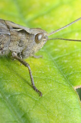 kolorowy motyl na kwiatku czerpiący nektar © Tomasz