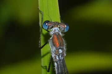 dragonfly on a green leaf