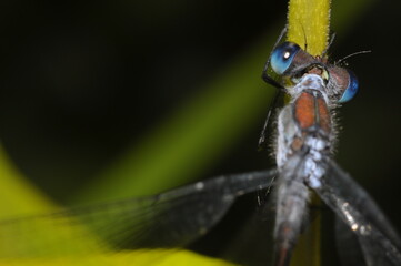 Macro shot of a red, orange dragonfly