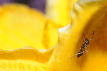 żółty kwiatek a na nim mała mrówka  - obrazy, fototapety, plakaty