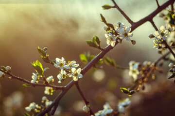 Cherry blossom in spring for background or copy space for text. soft focus