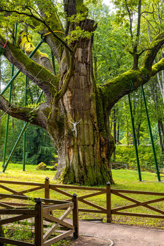 Bartek Oak nature monument, one of oldest oak tree in Poland, aged over 800 years in Swietokrzyskie Mountains village Zagnansk near Kielce in Poland