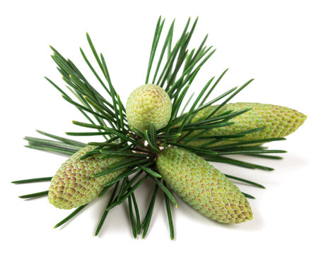 Cedrus deodara branch with cones