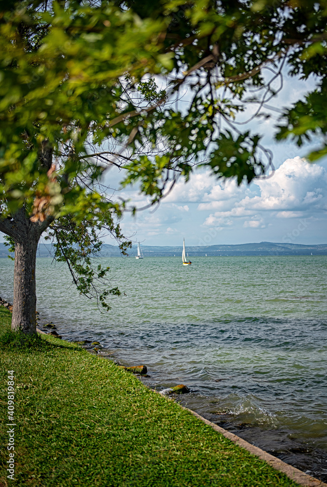 Wall mural Sailboat with reed and tree at lake Balaton, Hungary