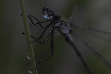 Macro shot of a red, orange dragonfly
