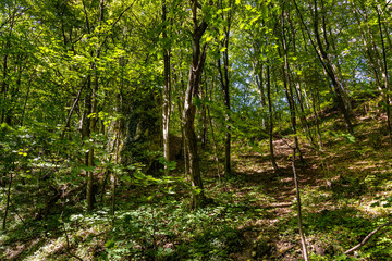 Mixed European forest in Bedkowska Valley of Bentkowka Creek within Jura Krakowsko-Czestochowska upland near Cracow in Lesser Poland