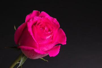 Beautiful pink Rose close up on dark background