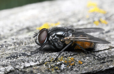 fly, housefly on the flower 
