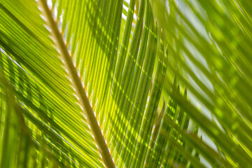 Closeup of the palm tree, natural background