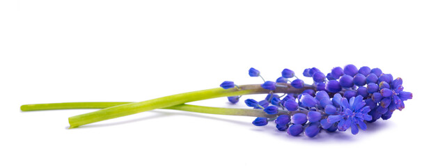 Grape hyacinth flowers - obrazy, fototapety, plakaty