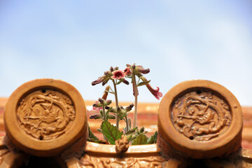 Scrophulariaceae Rehmannia grows on yellow glazed tiles in Ditan Park, Beijing, China