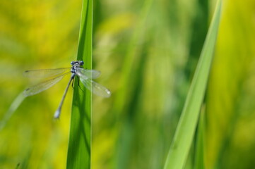 duża ważka na liściu - makro, przybliżenie latającego owada, insekta