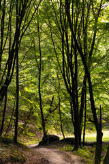 Mixed European forest in Bedkowska Valley of Bentkowka Creek within Jura Krakowsko-Czestochowska upland near Cracow in Lesser Poland