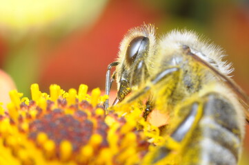 pszczoła makro na kwiatku szukająca pożywienia - nektar, miód z ula © Tomasz