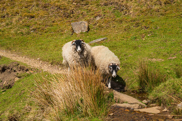 Sheep walking on a footpath at the Gunnerside Gill, North Yorkshire, England, UK