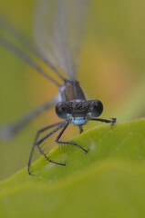 duża ważka na liściu - makro, przybliżenie latającego owada, insekta