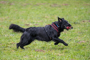 black flatcoated retriever running on grass
