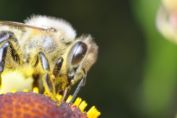 pszczoła makro na kwiatku szukająca pożywienia - nektar, miód z ula - obrazy, fototapety, plakaty