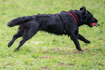 black flatcoated retriever running on grass