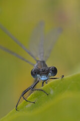 duża ważka na liściu - makro, przybliżenie latającego owada, insekta